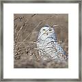 Last Year Of The Snowy Owls... Framed Print
