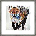 Laughing Fox Framed Print