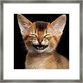 Laughing Kitten Framed Print