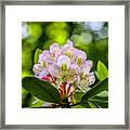 Laurel Gems Framed Print