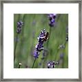 Lavender And Honey Bee Framed Print