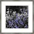 Lavender B And W Framed Print