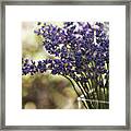 Lavender Bokeh Framed Print