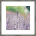 Lavender Daydreams Framed Print
