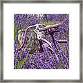 Lavender Farm Bike Framed Print