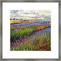 Lavender Field Framed Print