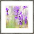 Lavender Fields Forever Framed Print