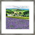 Lavender Fields Framed Print