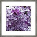 Lavender Lilacs Framed Print