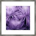 Lavender Mums Framed Print