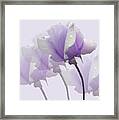 Lavender Roses Framed Print