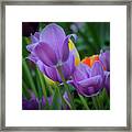 Lavender Tulips Framed Print
