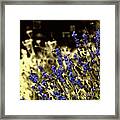 Lavender Yellow Framed Print