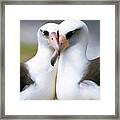 Laysan Albatross Phoebastria Framed Print