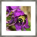 Lazy Bee Framed Print