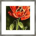 Le Coquelicot Framed Print