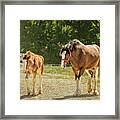 Leading The Way Framed Print