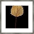 Leaf 14 Framed Print