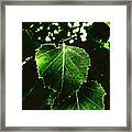 Leaf 59 Framed Print