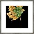 Leaf 9 Framed Print