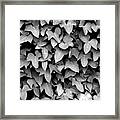 Leaf Curtain Black And White Framed Print