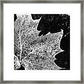 Leaf On Log In Black And White High Contrast Framed Print