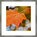 Leaf On Tree Framed Print