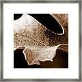 Leaf Study In Sepia Framed Print