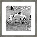 Leashed Dogs Introducing Themselves Framed Print