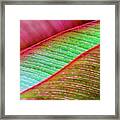 Leaves In Color Framed Print