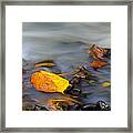 Leaves In River-1-st Lucia Framed Print