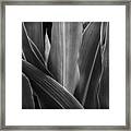 Leaves Lines And Tones Framed Print