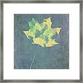 Leaves Through Maple Leaf On Texture 3 Framed Print