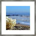 Left By The Tide Framed Print