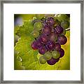 Leftover Pinot Cluster Framed Print