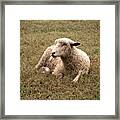 Leicester Sheep In The Dewy Grass Framed Print