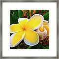 Lemon Yellow Plumeria Framed Print