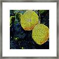 Lemons Bathed In Moonlight Framed Print
