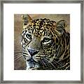 Leopard 2 Framed Print