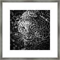 Leopard, Black And White Framed Print