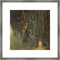 Leopard Comes Out Of The Bush Framed Print