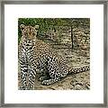 Leopard Framed Print