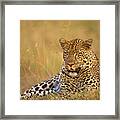Leopard Framed Print