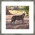 Leopard Framed Print