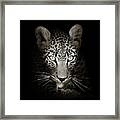 Leopard Portrait In The Dark Framed Print