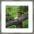 Leopard Scent Marking Tree Framed Print