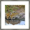 Leopards Framed Print