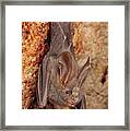 Lesser False Vampire Bat Framed Print