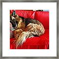 Let Sleeping Dogs Lie Framed Print