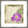 Letter With A Wild Rose Framed Print